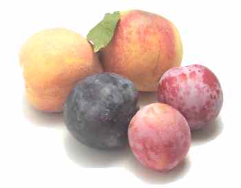 Stone Fruit